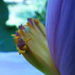 Baby Banana 258 Baby Banana 258