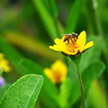 Bee and Flower 114