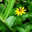 Bee and Flower 115 Bee and Flower 115
