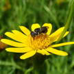 Bee and Flower 373