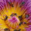 Bees and Lotus 330 Bees and Lotus 330