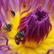 Bees and Lotus 331