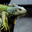 Big Lizard 392 Big Lizard 392