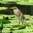 Bird 302 Bird 302