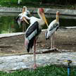 Birds 84