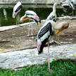 Birds 86 Birds 86