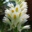 blume lindl 343