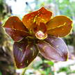 Brown Orchid 351