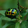 Bug 399