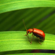 Bug 412