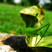 Bush-cricket 305 Bush-cricket 305