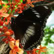 Butterfly 106