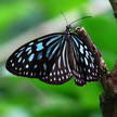 butterfly 187 butterfly 187