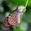 Butterfly 194 Butterfly 194