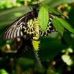 Butterfly 208