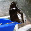 Butterfly 209