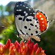Butterfly 402 Butterfly 402