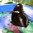 Butterfly 68