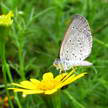 Butterfly and Daisy 309