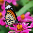 Butterfly and Flower 421