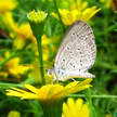 Butterfly Photo 292