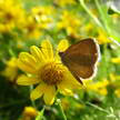 Butterfly Photo 308 Butterfly Photo 308