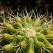 Cactus 152 Cactus 152