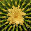 Cactus 222 Cactus 222