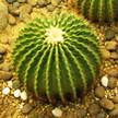 Cactus 223