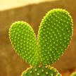 Cactus 367 Cactus 367