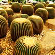 Cactus Group 196 Cactus Group 196
