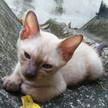 Cat 107 Cat 107