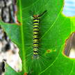 Caterpillar 303