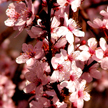 Cherry Flower 570 Cherry Flower 570