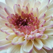 Chrysanthemum 584 Chrysanthemum 584