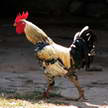Cock 51 Cock 51