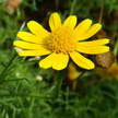 daisy 386 daisy 386