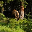 Deer #1 613