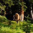 Deer #2 614 Deer #2 614