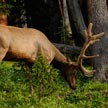 Deer #4 616
