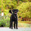 Dog 453 Dog 453