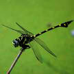 Dragonfly 102 Dragonfly 102