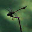 Dragonfly 213