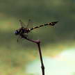 Dragonfly 214