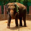 Elephant 88 Elephant 88