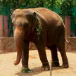 Elephant 89