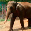 Elephant 90 Elephant 90