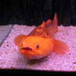 Fish 71