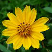 Flower 104