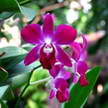 Flower 121 Flower 121